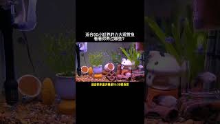 适合50小缸养的六大观赏鱼，上！看看你养过哪些？观赏鱼 养鱼日记 迷你鹦鹉鱼繁殖 [upl. by Enawd]