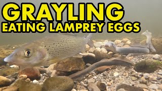 Grayling eating lamprey eggs [upl. by Shing]