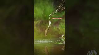 Arowana attack snake kolathuraquariumfish Arowana silverarowana fish aquarium arowanafish 100 [upl. by Aneeram]