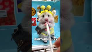 Drink goat milk powder today Golden Bear Rat Daily Sharing Hamster Cute Pet Debut Plan [upl. by Hallutama689]