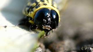 Striped Cankerworm in Closeup クロマダラエダシャク幼虫の尺取歩行 [upl. by Dnumyar202]