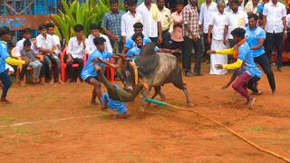 அலங்கை போட்டோகிராபி நண்பர்கள் ராஜாக்கள்பட்டி வடமஞ்சுவிரட்டில் Alangai Photography [upl. by Gariepy]