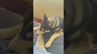 husky huskiesy siberianhusky huskyplaying huskylife huskii cute funny huskyowner [upl. by Genesia]