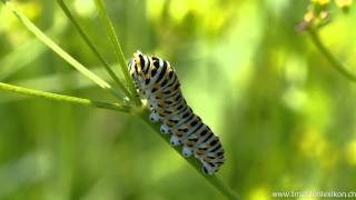 Schwalbenschwanzraupe Papilio machaon [upl. by Barclay704]