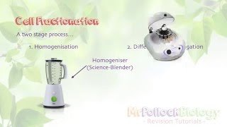 Differential Centrifugation to fractionate cell [upl. by Edmanda962]