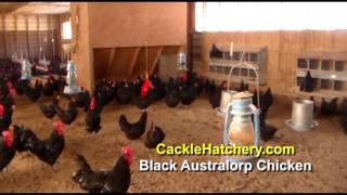 Black Australorp Chicken Breed Breeder Flock  Cackle Hatchery [upl. by Pelpel]