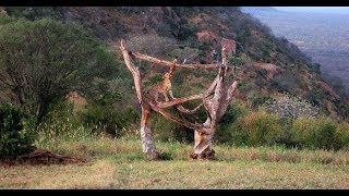 Ngulia Safari Lodge Tsavo National Park West Kenya  leopard [upl. by Ecreip812]