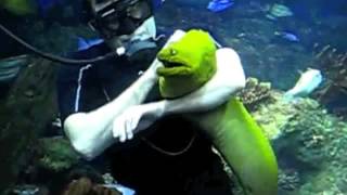 Diver plays with a HUGE moray eel So Awesome [upl. by Higginson]