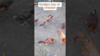 Golden Line of Chicken shorts chicken manok goldenline farmlife theartistfarm KuyaBenFarm [upl. by Aronaele]