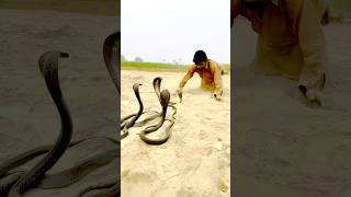 Snake man snake naagjogi cobra snakejogi snakecobras shotsfeed [upl. by Dj]