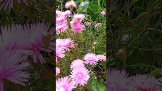 Succulents would grow on a bald head pigface mesembryanthemum hardy garden flowers shorts [upl. by Ninette]