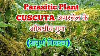 Parasitic plant Cuscuta amarbel के औषधीय गुण [upl. by Dopp]