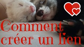 Créer un lien avec son furet  Les Furets Malins [upl. by Notna467]