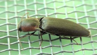 Click Beetle Elateridae Agriotes fucosus Closeup [upl. by Ammeg]