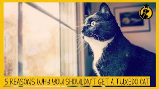 5 Reasons Why You Shouldn’t Get a Tuxedo Cat [upl. by Ymmaj]