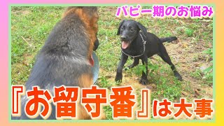 訓練士 松尾晴美 パピー期のお悩み 【お留守番って大事】 ～西九州警察犬訓練所～ [upl. by Aneleairam]