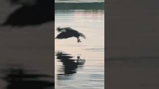 Eagle grabs fish￼ [upl. by Llerral]