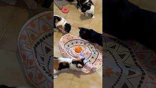 Divertente gioco interattivo per gatti 😻 lo adoreranno I nostri ci passano le ore gatti cats [upl. by Relyat742]