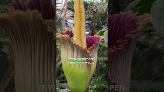 The Rare Corpse Flower Is Blooming NOW 😱 science [upl. by Ltsyrk]