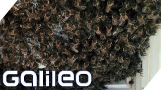 Die Zuckerwasser Bienen  WeLoveBees  Galileo  ProSieben [upl. by Ymassej]