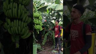 🚿Spray on banana in Andhra Pradesh🍌😍short [upl. by Belanger]