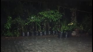 Best Rain Sounds For Sleep  99 Fall Asleep With Rain on metal roof and Thunder  For Insomnia [upl. by Assilav951]