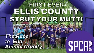 First Ever Ellis County Strut Your Mutt [upl. by Felder]