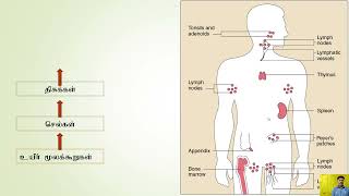 Immunology introduction Tamil Part 1 [upl. by Ardnuek]