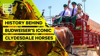 The History Behind Budweisers Iconic Clydesdale Horses [upl. by Kiran]