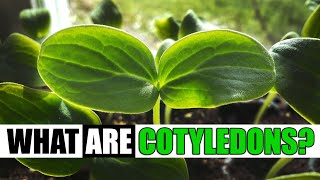 What Are Cotyledons  Garden Quickie Episode 127 [upl. by Lehteb142]