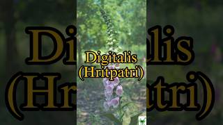 Digitalis  Learn a herb daily  pharmacognosy ayurveda herbal digitális gpat ayush pharmacy [upl. by Allemrac]