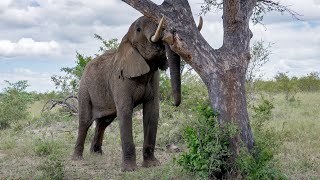 African Elephant Pushes Marula Tree for Fruit to Fall [upl. by Slerahc]