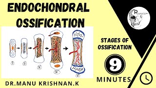 Endochondral ossificationCartilagenous ossification  simplified version [upl. by Daria]