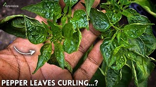 5Causes of Peppers Leaves Curling Problem amp Their Solution [upl. by Nairbal846]