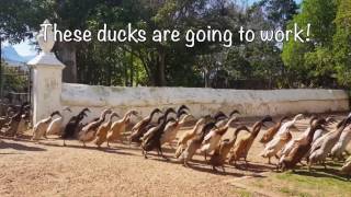 1000 Ducks Go to Eat Snails at South Africa Winery Vergenoegd Wine Estate [upl. by Recor]