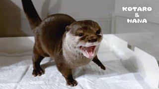 夜中にトイレ行って寝ぼけて泳ぎだすカワウソコタロー Otter Goes to the Toilet at Night and Starts SleepSwimming [upl. by Nnylaf576]