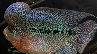 Flowerhorn Cichlid [upl. by Htenek]