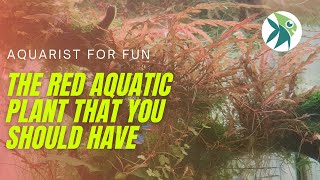 HYGROPHILA PINNATIFIDA the RED AQUATIC PLANT that you should know about CARE GUIDE amp MELTING TIPS [upl. by Loss]