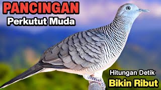 Perkutut lokal gacor suara ampuh untuk pancingan burung perkutut agar cepat bunyi [upl. by Haletta]