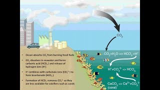 Lacidification des océans [upl. by Yema17]