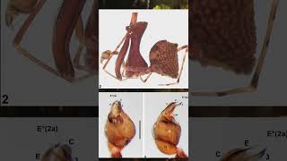 New Species of Pelican Spider Discovered in Queensland Australia [upl. by Arahsal]