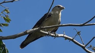 Yellowheaded Caracara Birds of Costa Rica [upl. by Anivla]