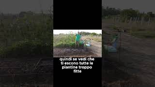 🥕 Distanza da tenere per le piante di carote 🥕  GUARDA IL VIDEO COMPLETO shorts [upl. by Hewart]