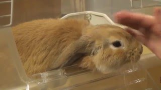 ［HD］ 人なつっこいホーランドロップ  Too cute Holland Lop Bunnie [upl. by Pattie]