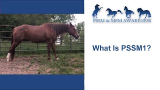 What Is PSSM1 [upl. by Kimmi]