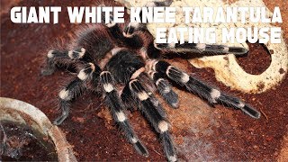 GIANT WHITE KNEE TARANTULA EATING MOUSE [upl. by Annairt]