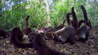 Coati Group Therapy [upl. by Aihsotal729]