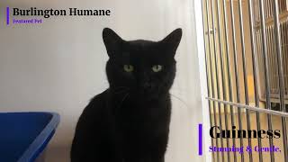 Burlington Humanes Featured Pet Guinness Stunning amp Gentle [upl. by Rosalee]