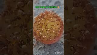 Argentine ants eating grape ants insects shortvideo [upl. by Aihsotal]