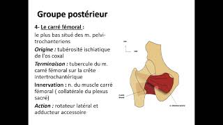 01 myologie de membre INF [upl. by Ing]